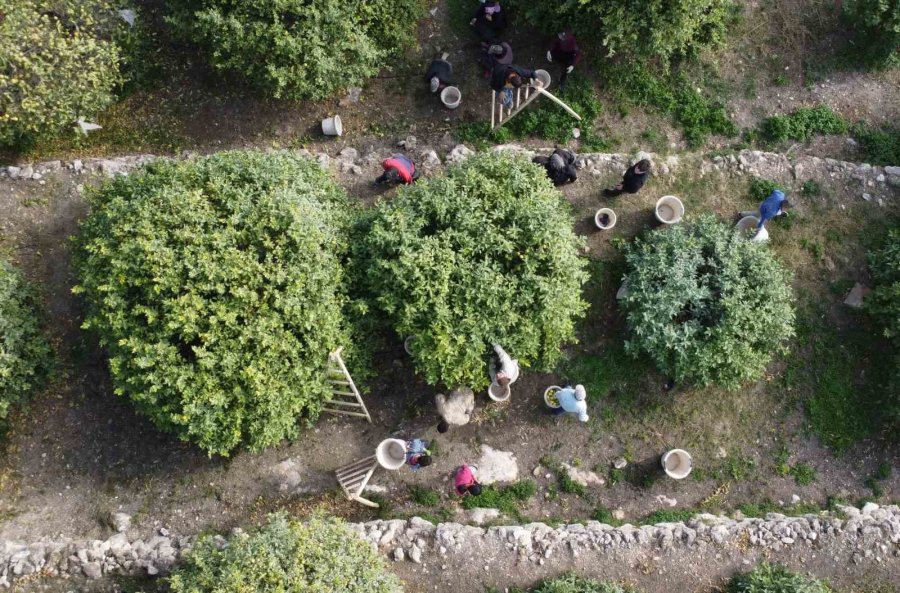 Binlerce Ailenin Geçim Kaynağı Limonun Başkentinde Hasat Zamanı