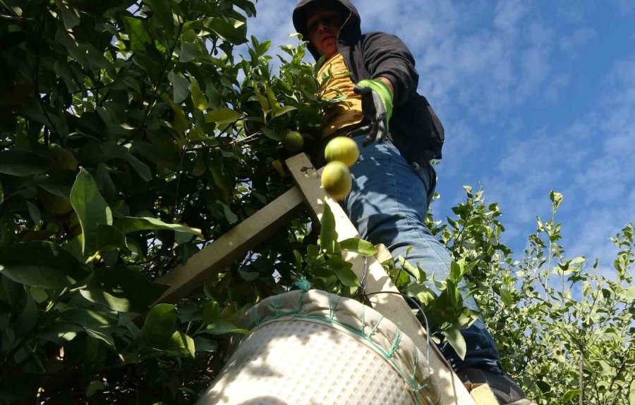 Binlerce Ailenin Geçim Kaynağı Limonun Başkentinde Hasat Zamanı