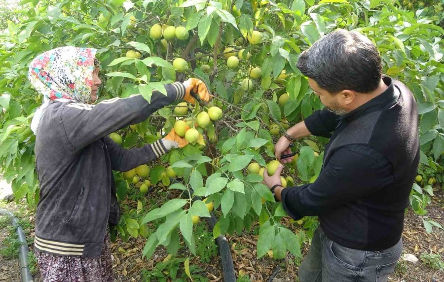 Binlerce Ailenin Geçim Kaynağı Limonun Başkentinde Hasat Zamanı