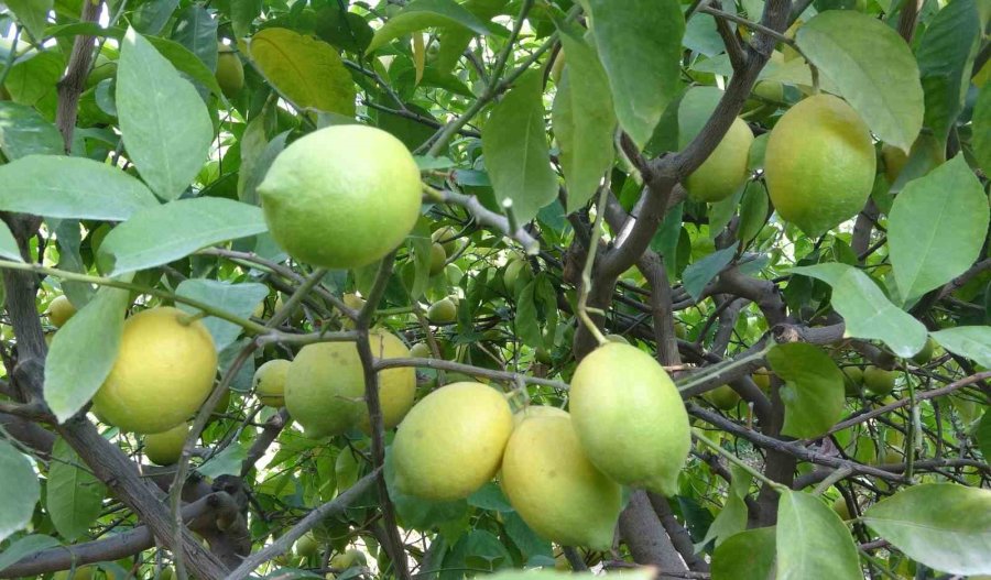 Binlerce Ailenin Geçim Kaynağı Limonun Başkentinde Hasat Zamanı