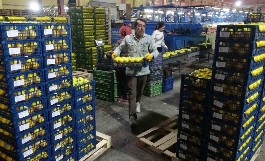 Binlerce Ailenin Geçim Kaynağı Limonun Başkentinde Hasat Zamanı