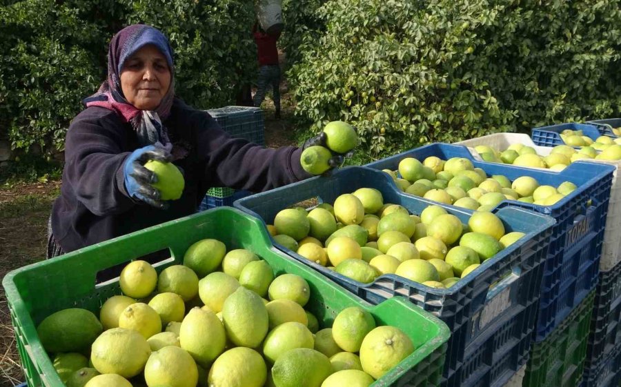 Binlerce Ailenin Geçim Kaynağı Limonun Başkentinde Hasat Zamanı