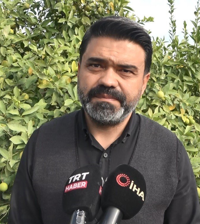 Binlerce Ailenin Geçim Kaynağı Limonun Başkentinde Hasat Zamanı