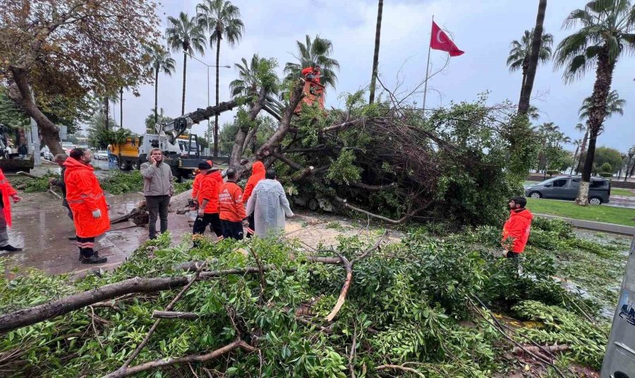 Mersin’de Devrilen Ağaç, Seyir Halindeki 3 Araca Zarar Verdi