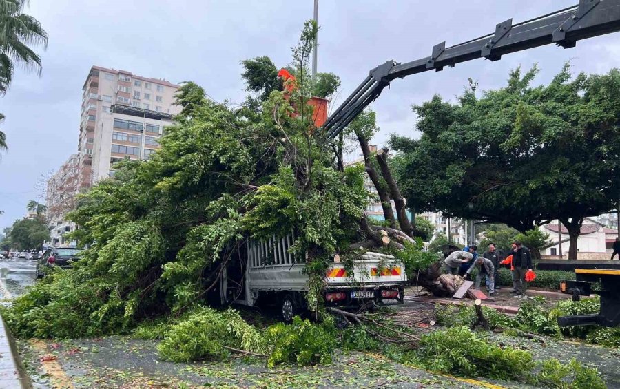 Mersin’de Devrilen Ağaç, Seyir Halindeki 3 Araca Zarar Verdi