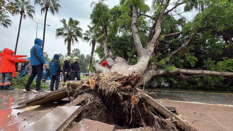 Mersin’de Devrilen Ağaç, Seyir Halindeki 3 Araca Zarar Verdi