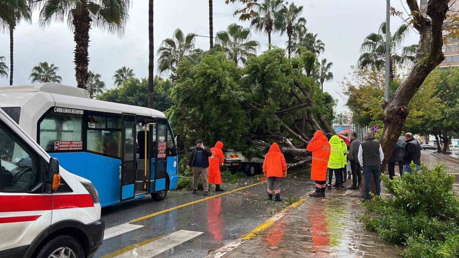 Mersin’de Devrilen Ağaç, Seyir Halindeki 3 Araca Zarar Verdi