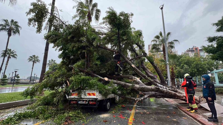 Mersin’de Devrilen Ağaç, Seyir Halindeki 3 Araca Zarar Verdi