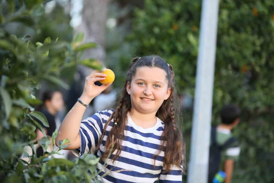 Dokumapark’tan Toplanan Portakallar Vatandaşlarla Paylaşıldı