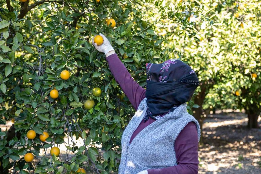 Mersin Kan Portakalında Hedef Ab Tescili