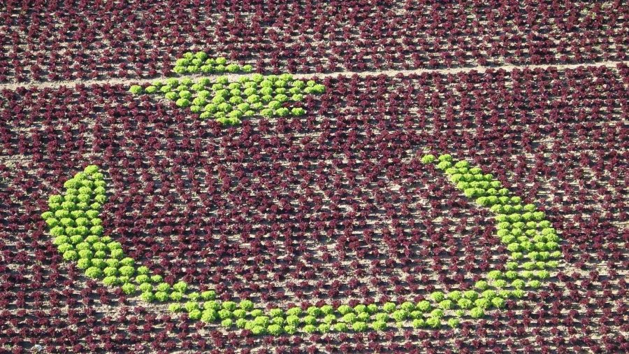 Antalya’da Çiftçiler 1,5 Dönümlük Tarlaya 13 Bin Marulla Türk Bayrağı Deseni Oluşturdu