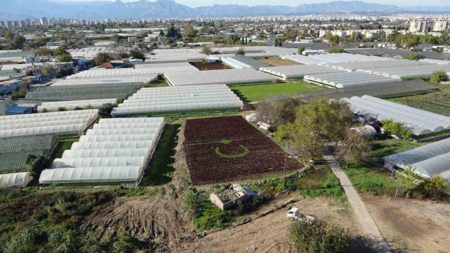 Antalya’da Çiftçiler 1,5 Dönümlük Tarlaya 13 Bin Marulla Türk Bayrağı Deseni Oluşturdu