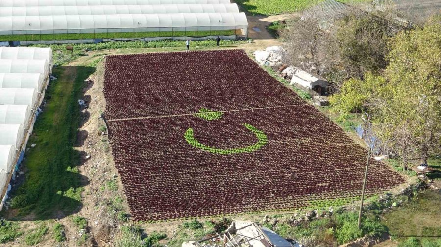 Antalya’da Çiftçiler 1,5 Dönümlük Tarlaya 13 Bin Marulla Türk Bayrağı Deseni Oluşturdu