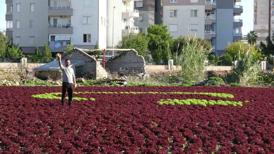 Antalya’da Çiftçiler 1,5 Dönümlük Tarlaya 13 Bin Marulla Türk Bayrağı Deseni Oluşturdu