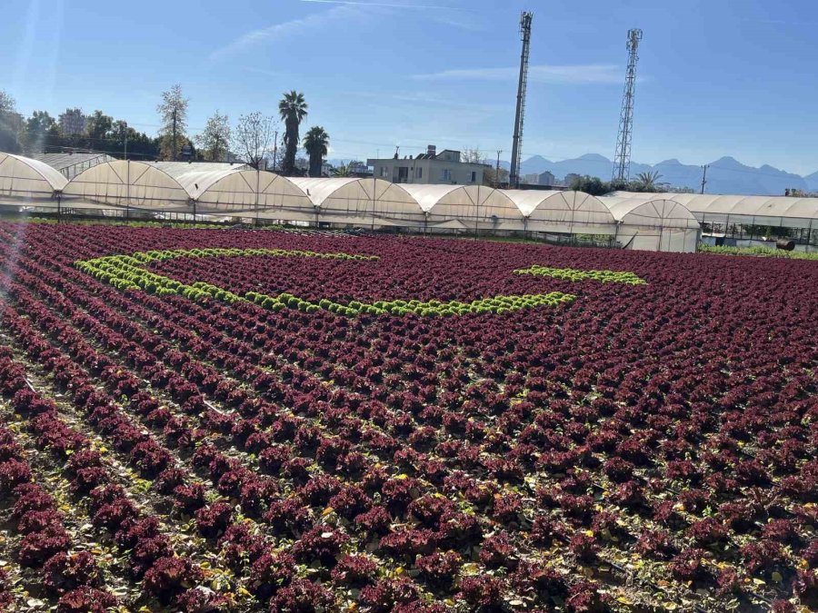 Antalya’da Çiftçiler 1,5 Dönümlük Tarlaya 13 Bin Marulla Türk Bayrağı Deseni Oluşturdu