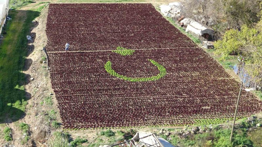 Antalya’da Çiftçiler 1,5 Dönümlük Tarlaya 13 Bin Marulla Türk Bayrağı Deseni Oluşturdu
