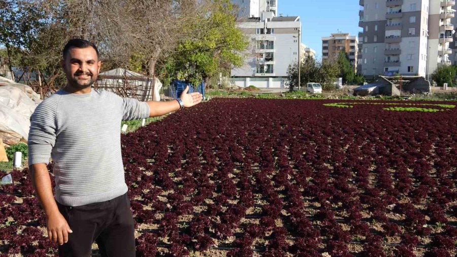 Antalya’da Çiftçiler 1,5 Dönümlük Tarlaya 13 Bin Marulla Türk Bayrağı Deseni Oluşturdu