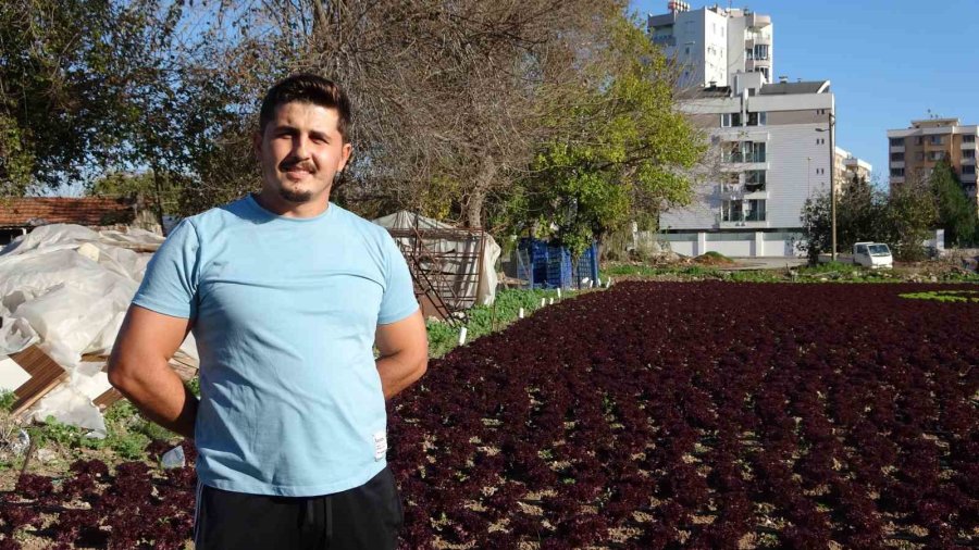 Antalya’da Çiftçiler 1,5 Dönümlük Tarlaya 13 Bin Marulla Türk Bayrağı Deseni Oluşturdu