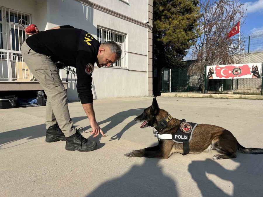 Uyuşturucu Tacirlerinin ‘bulamazlar’ Dedikleri Zulaları Burunları İle Patlatıyorlar