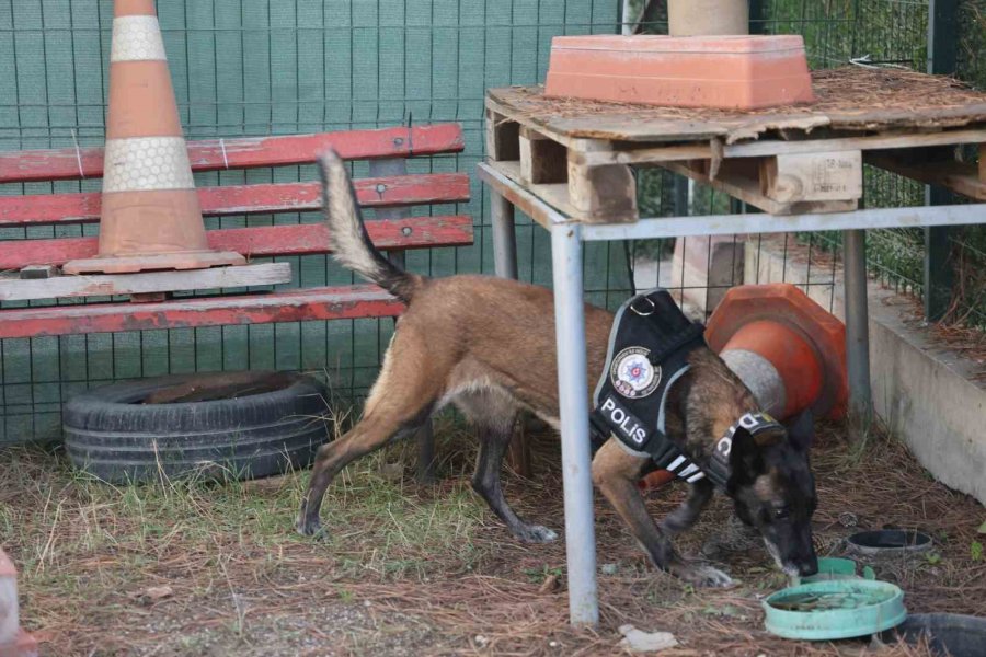 Uyuşturucu Tacirlerinin ‘bulamazlar’ Dedikleri Zulaları Burunları İle Patlatıyorlar