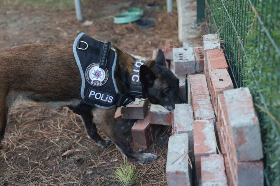 Uyuşturucu Tacirlerinin ‘bulamazlar’ Dedikleri Zulaları Burunları İle Patlatıyorlar
