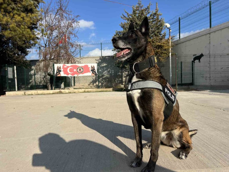 Uyuşturucu Tacirlerinin ‘bulamazlar’ Dedikleri Zulaları Burunları İle Patlatıyorlar