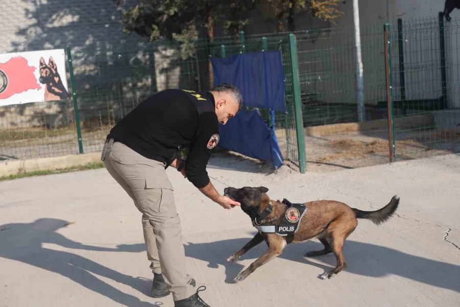 Uyuşturucu Tacirlerinin ‘bulamazlar’ Dedikleri Zulaları Burunları İle Patlatıyorlar