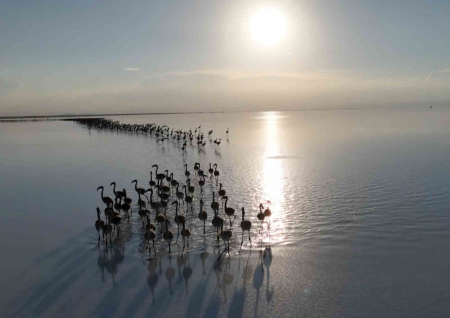 Kuraklık Çanları Çalıyor, Flamingolar Artık Gelmiyor