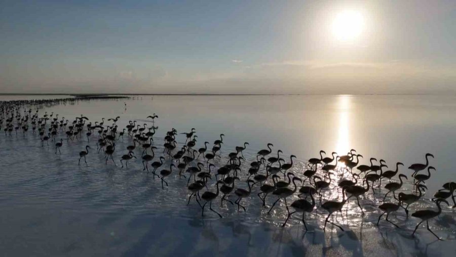Kuraklık Çanları Çalıyor, Flamingolar Artık Gelmiyor