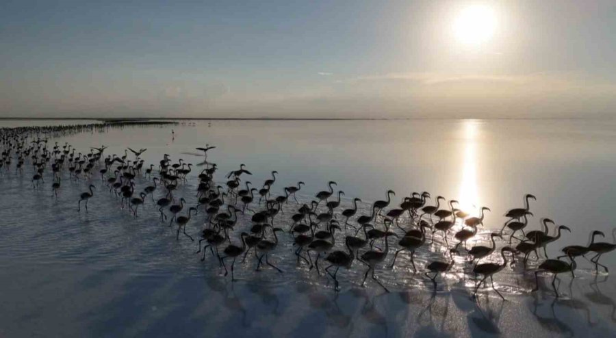 Kuraklık Çanları Çalıyor, Flamingolar Artık Gelmiyor