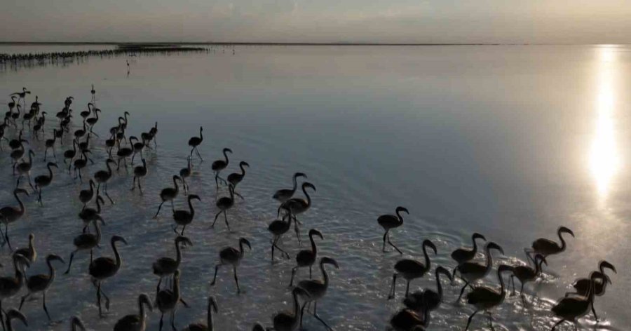 Kuraklık Çanları Çalıyor, Flamingolar Artık Gelmiyor