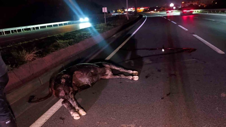 Ağıldan Kaçan İnek, Araçların Çarpması Sonucu Telef Oldu