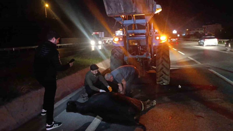 Ağıldan Kaçan İnek, Araçların Çarpması Sonucu Telef Oldu