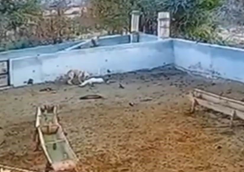 Ağıla Giren Kurt, 2 Koyunu Telef Etti