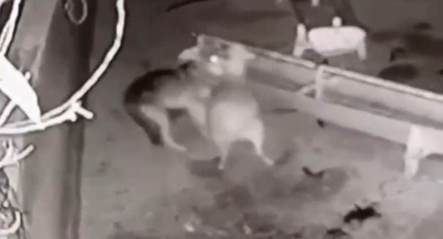 Ağıla Giren Kurt, 2 Koyunu Telef Etti