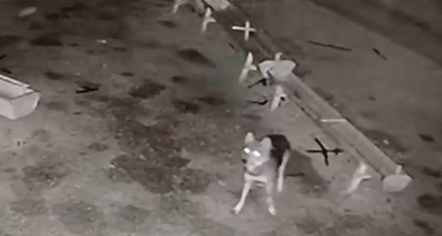 Ağıla Giren Kurt, 2 Koyunu Telef Etti