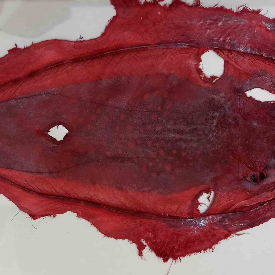 İzinsiz Kullanılan Balon Balığı Projesi Mahkemelik Oldu