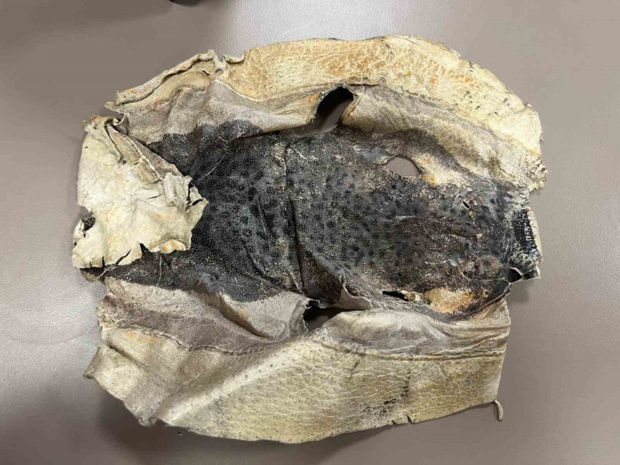 İzinsiz Kullanılan Balon Balığı Projesi Mahkemelik Oldu