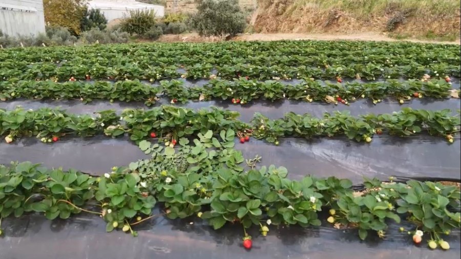 Mersin’de Çilekte Kış Hasadı: Bahçede Kilogramı 130 Tl