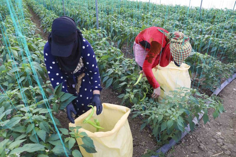 Mersin’de Örtü Altı Üreticiye Sera İpi Ve Tuzak Desteği