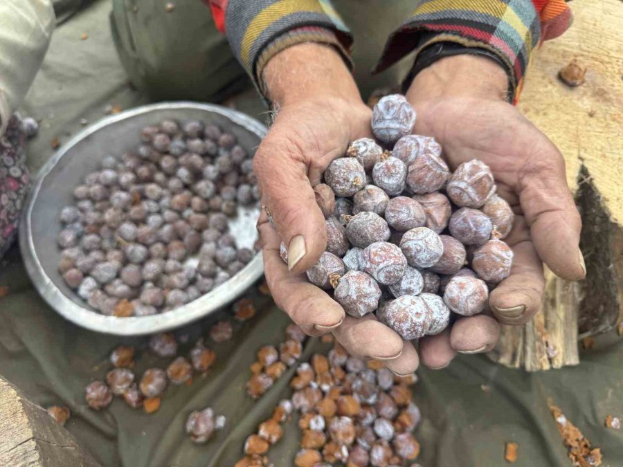 Topladıkları Kozalakları Kızgın Ateşte Saatlerce Kaynatarak Şifa Deposuna Dönüştürüyorlar