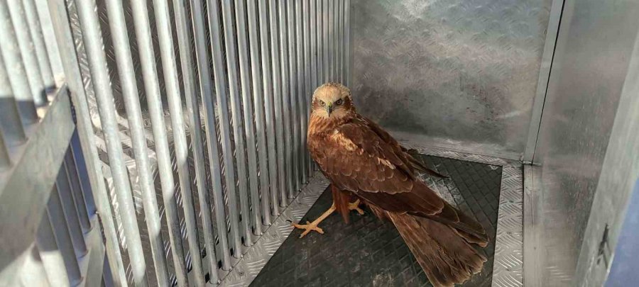 Karaman’da Yaralı Bulunan Kızıl Şahin Koruma Altına Alındı