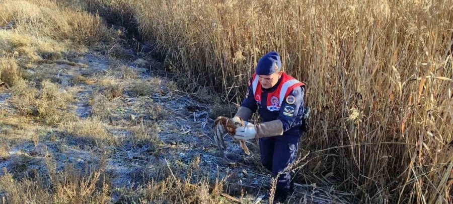 Karaman’da Yaralı Bulunan Kızıl Şahin Koruma Altına Alındı