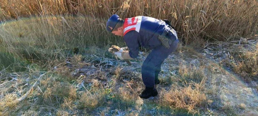 Karaman’da Yaralı Bulunan Kızıl Şahin Koruma Altına Alındı