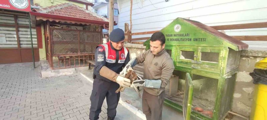 Karaman’da Yaralı Bulunan Kızıl Şahin Koruma Altına Alındı