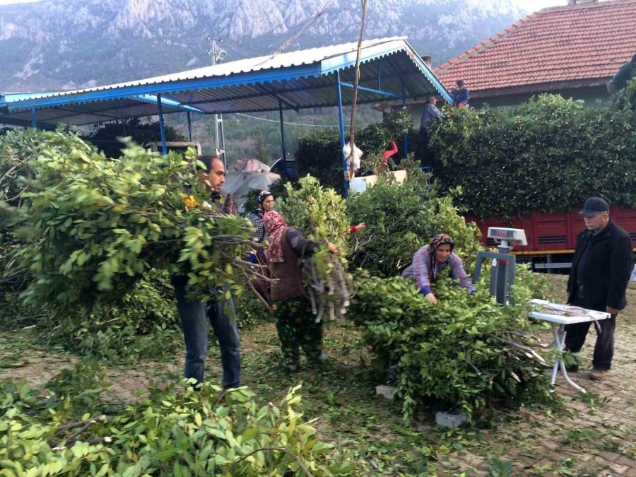 Kilogramı 25 Liradan Satılan Defne Yaprağı Bir Köyün Geçim Kanağı Oldu