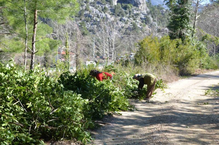 Kilogramı 25 Liradan Satılan Defne Yaprağı Bir Köyün Geçim Kanağı Oldu