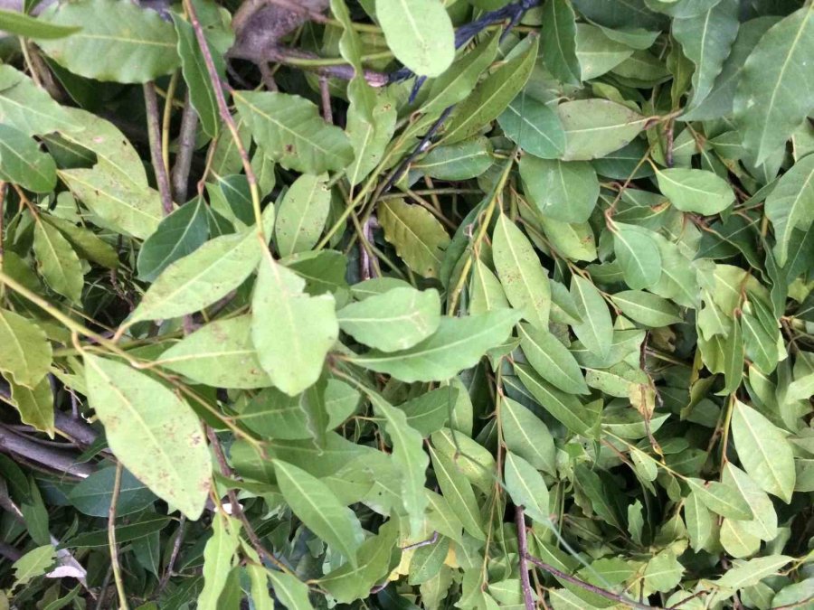 Kilogramı 25 Liradan Satılan Defne Yaprağı Bir Köyün Geçim Kanağı Oldu