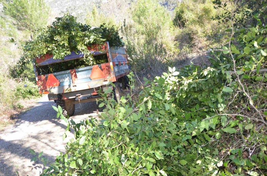 Kilogramı 25 Liradan Satılan Defne Yaprağı Bir Köyün Geçim Kanağı Oldu