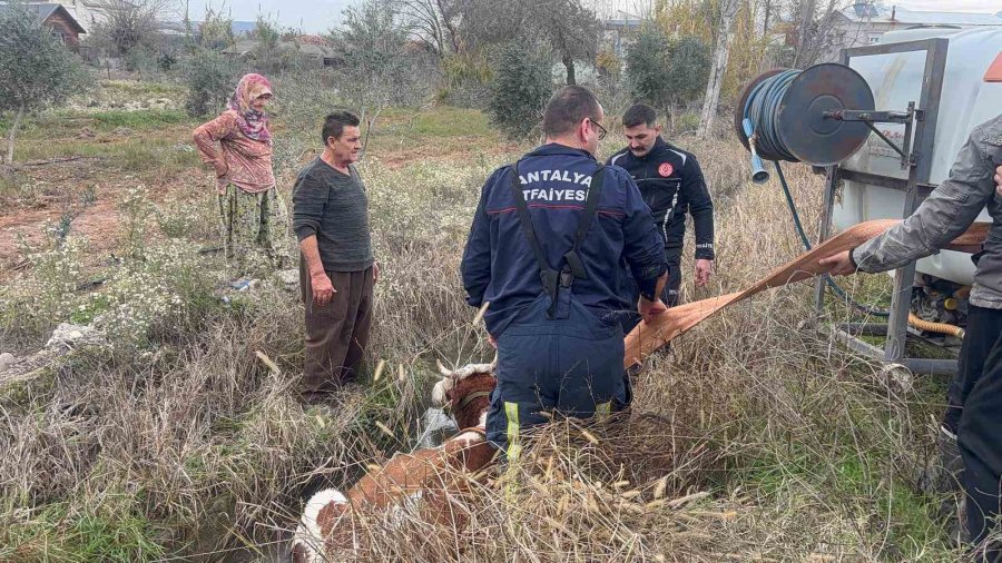 Su Kanalına Düşen İnek İtfaiyenin 1 Saatlik Çalışmasıyla Kurtarıldı